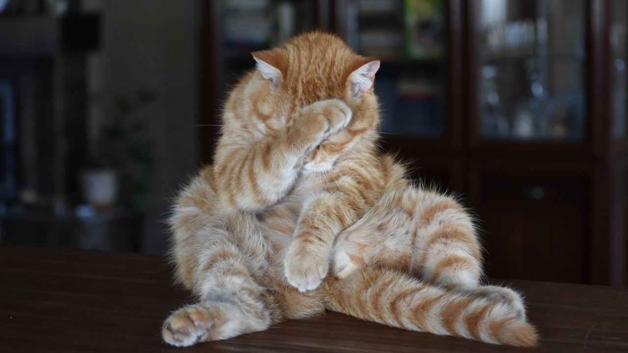 ¿Tu gato tiene diarrea? Descubre por qué hace del baño suelto y qué puedes hacer.