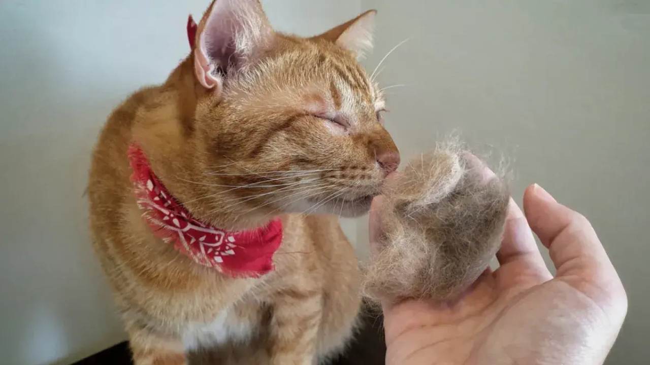 Bolas de pelo: Durante el acicalamiento, los gatos tragan pelo que no siempre logran digerir.
