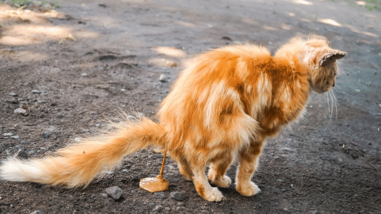 Cuando un gato hace del baño suelto, se trata de una alteración en su sistema digestivo. Las heces pierden su forma, pueden ser acuosas y más frecuentes.
