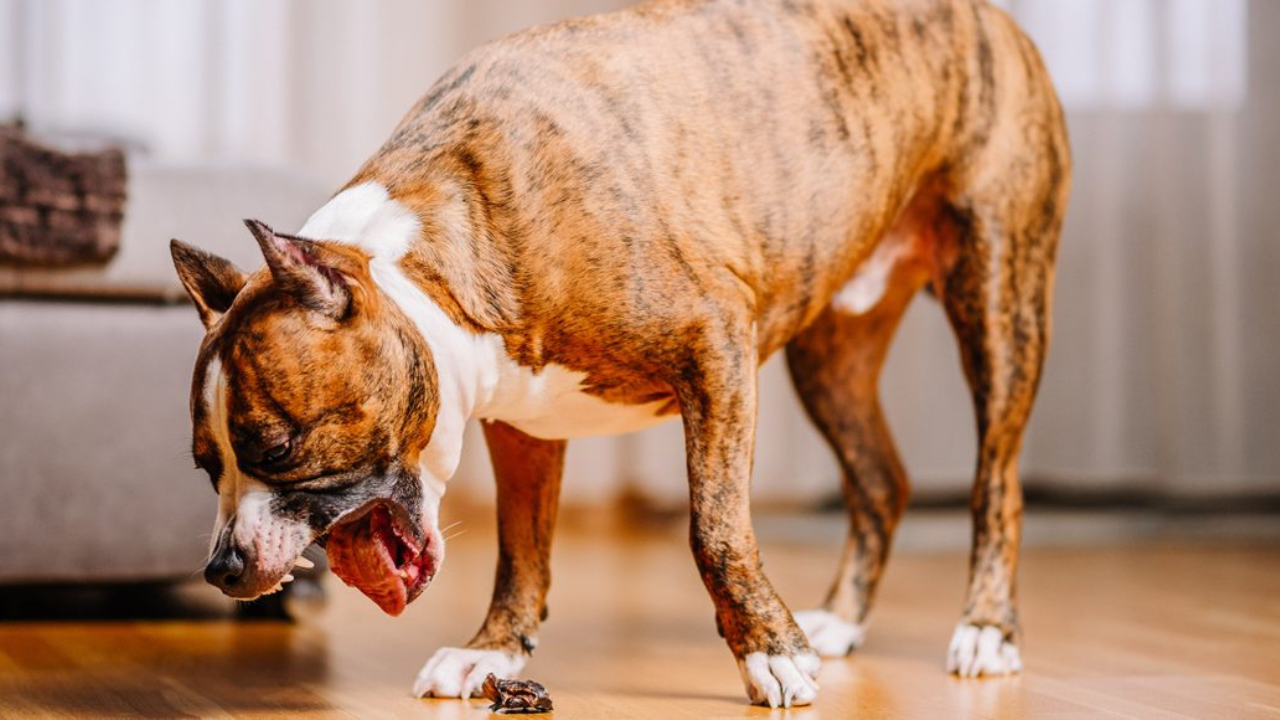 ¿Por qué mi perro vomita seguido?: posibles causas y qué hacer.