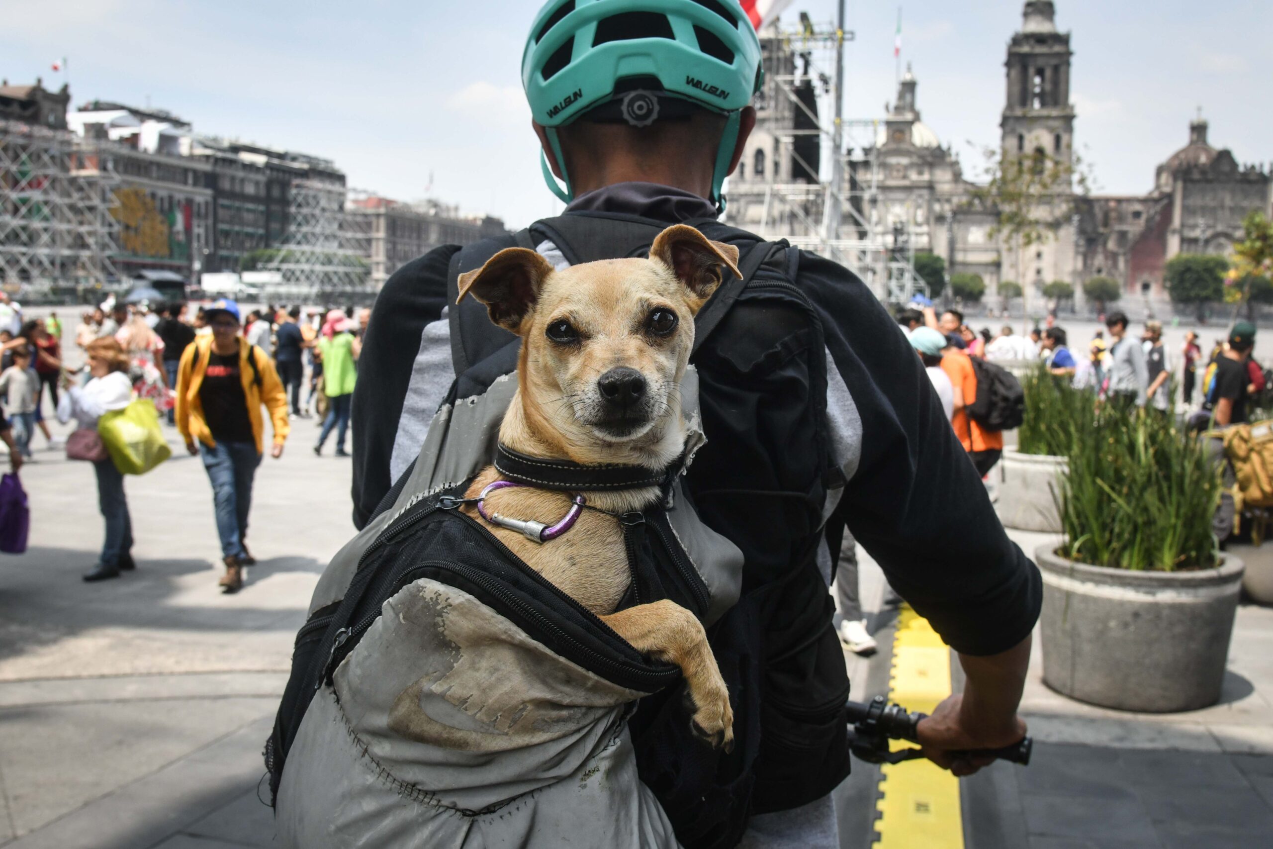 Registro Único de Animales de Compañía (RUAC), también conocido como la “CURP para mascotas”
