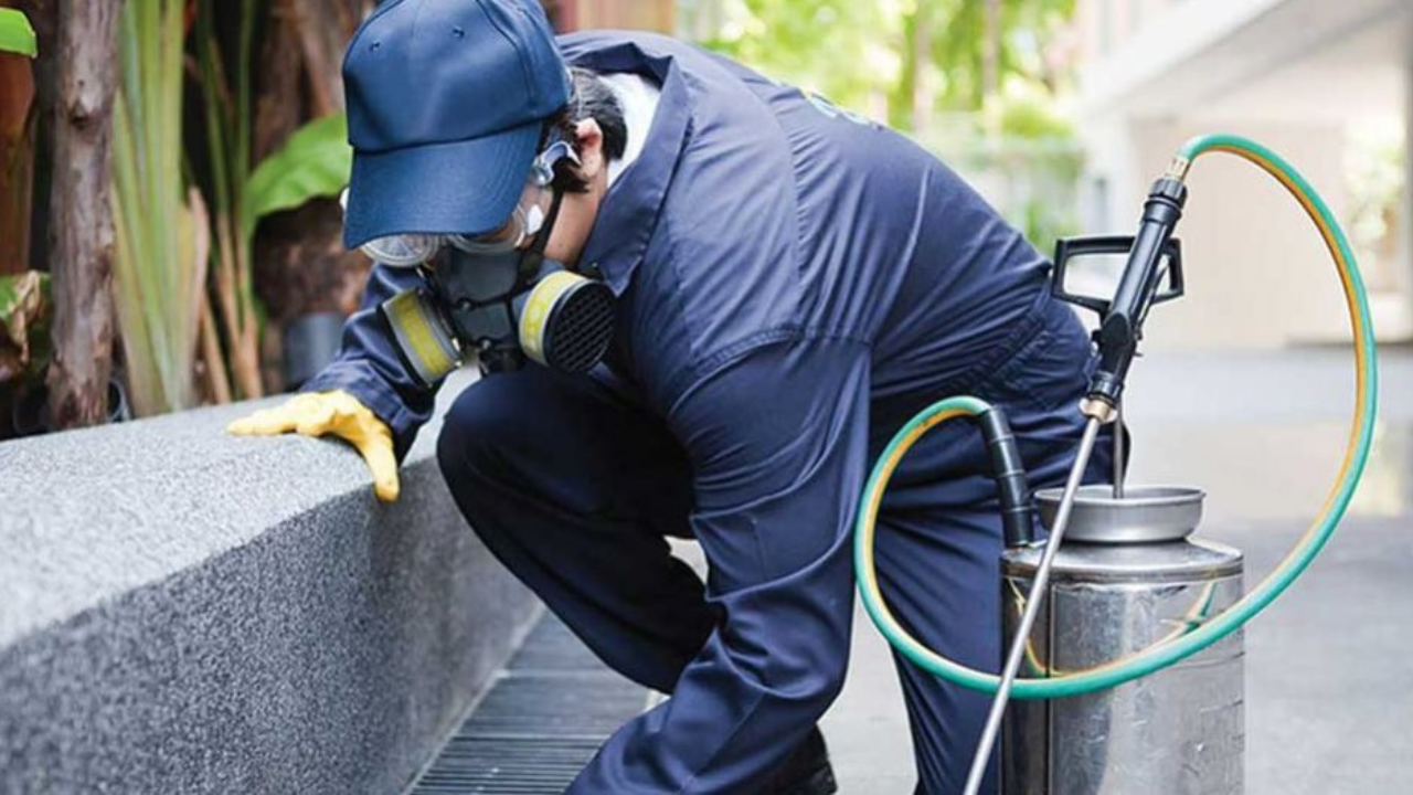 Usa productos especializados o acudir a un servicio profesional de control de plagas si la situación lo requiere.