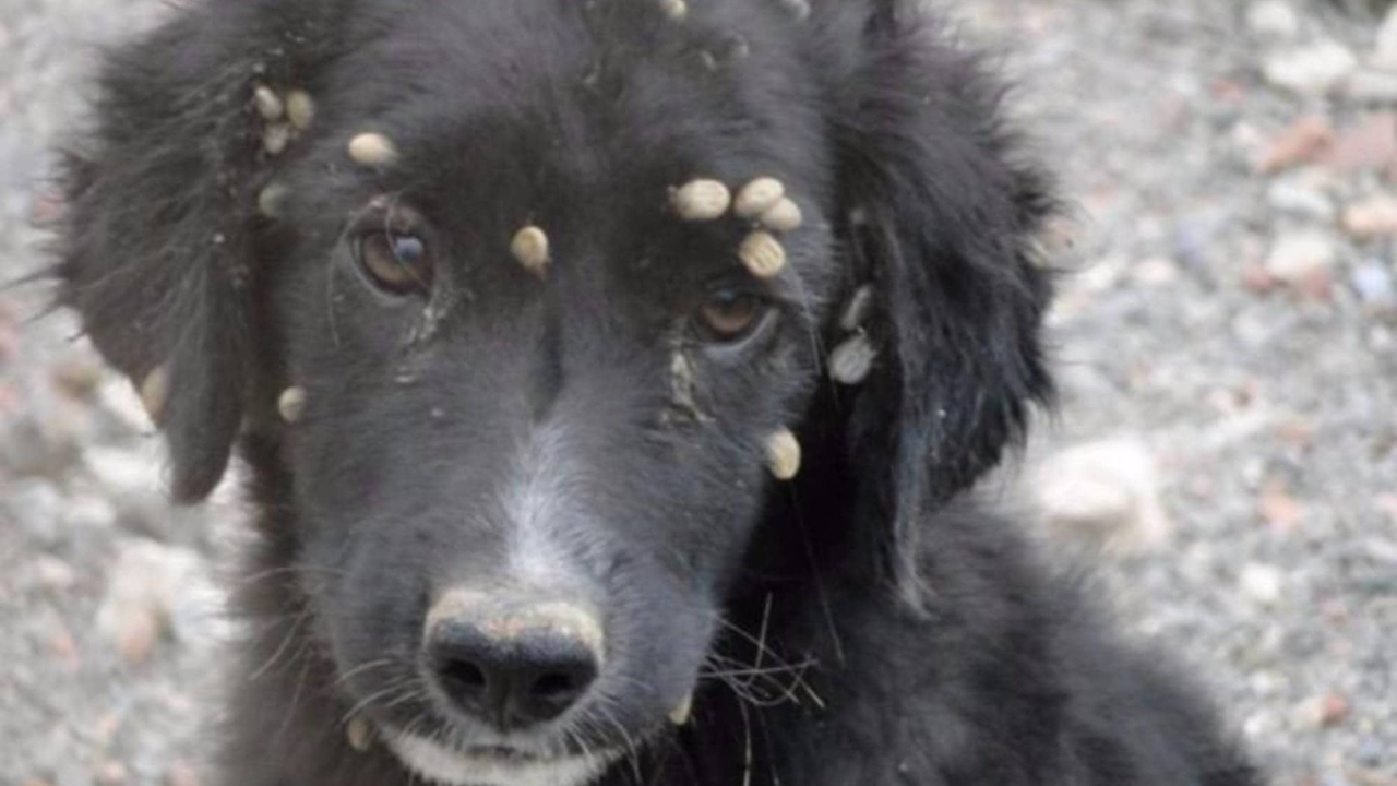¿Garrapatas en tu perro? Así puedes eliminarlas de forma segura y efectiva.