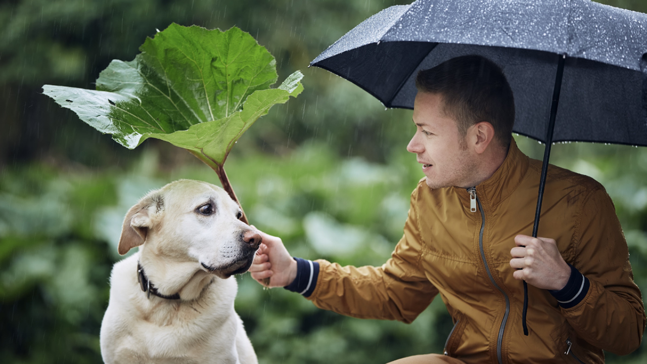¿Lluvia y mascotas? Protege a tus perritos esta temporada con estos consejos clave.