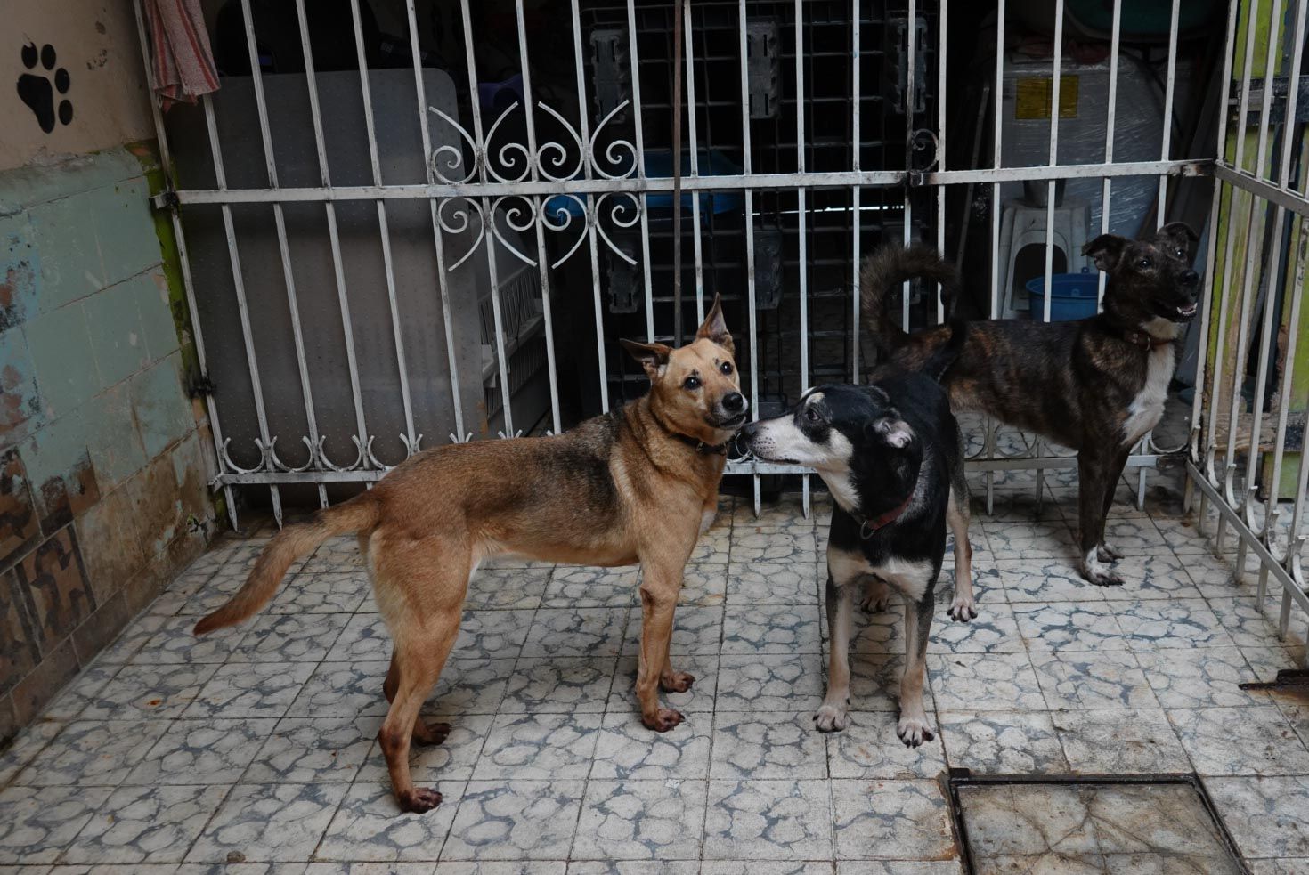 Registrar a tu mascota no solo es un deber legal, sino también una muestra de amor y cuidado.