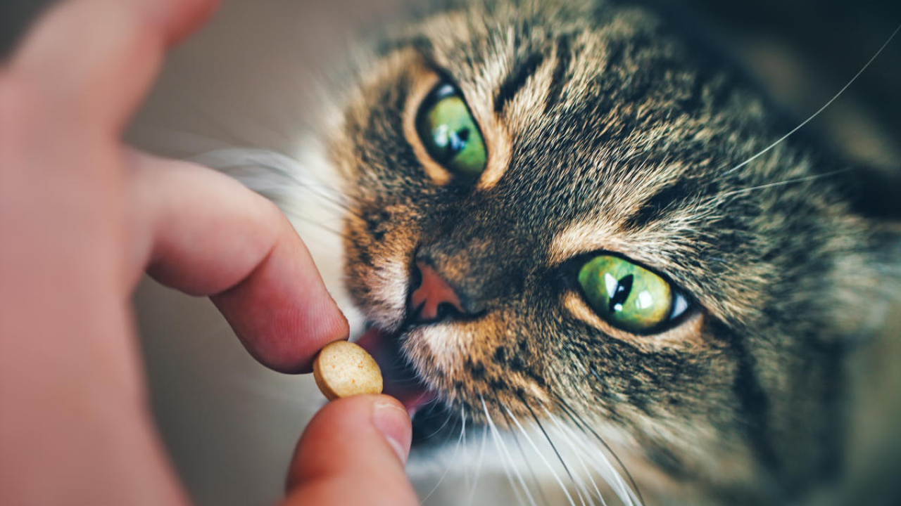 ¡Cuidado! Estos medicamentos comunes pueden ser peligrosas para tu gato.