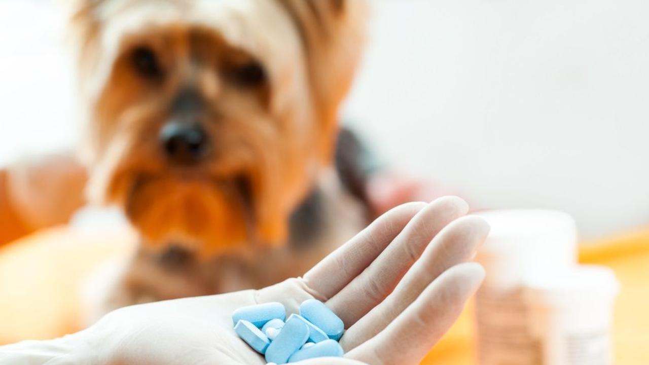 Medicamentos que nunca debes darle a tu perro: ¡Podrían ser peligrosos!