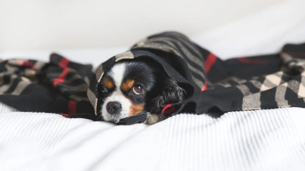 Durante las lluvias, la temperatura baja considerablemente. Asegúrate de que tu perrito tenga un lugar seco, limpio y cálido dentro de casa.