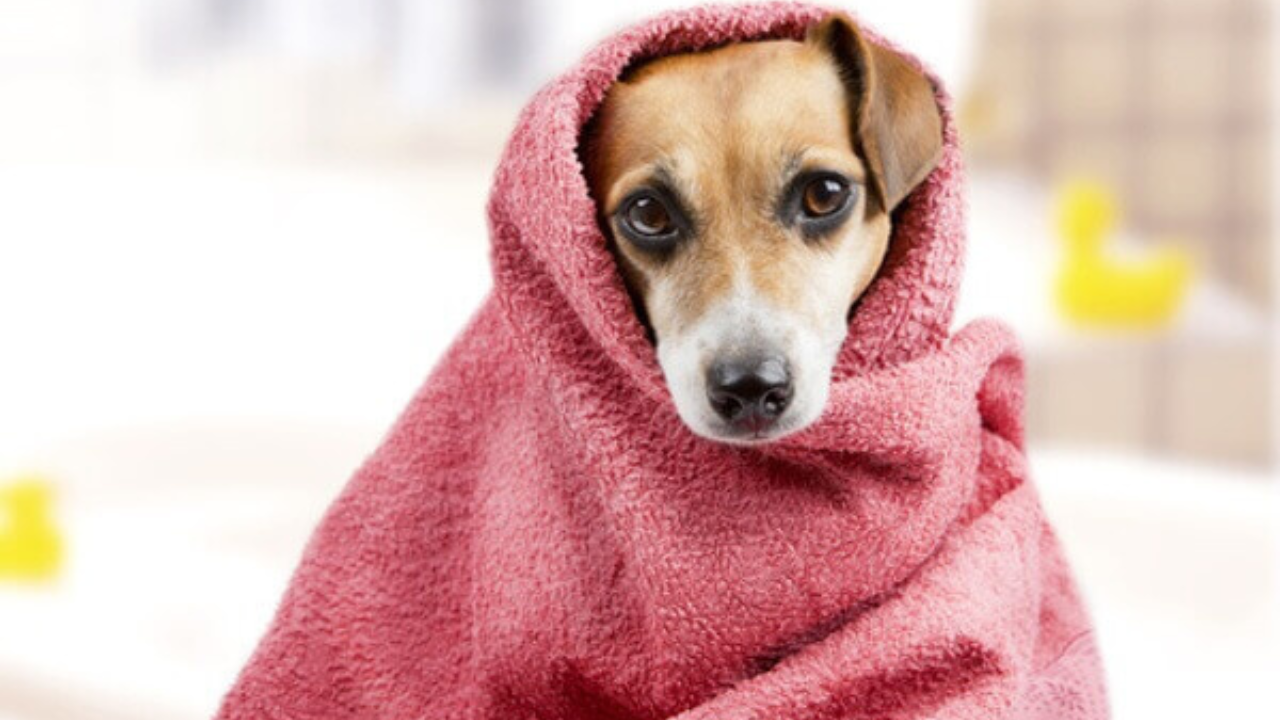 Si tu perro se moja, sécalo inmediatamente con una toalla limpia y seca. Presta atención especial a sus orejas, patas y abdomen.