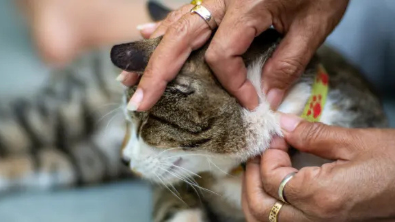 ¿Pulgas en tu gato? Descubre cómo eliminarlas rápido y de forma segura.