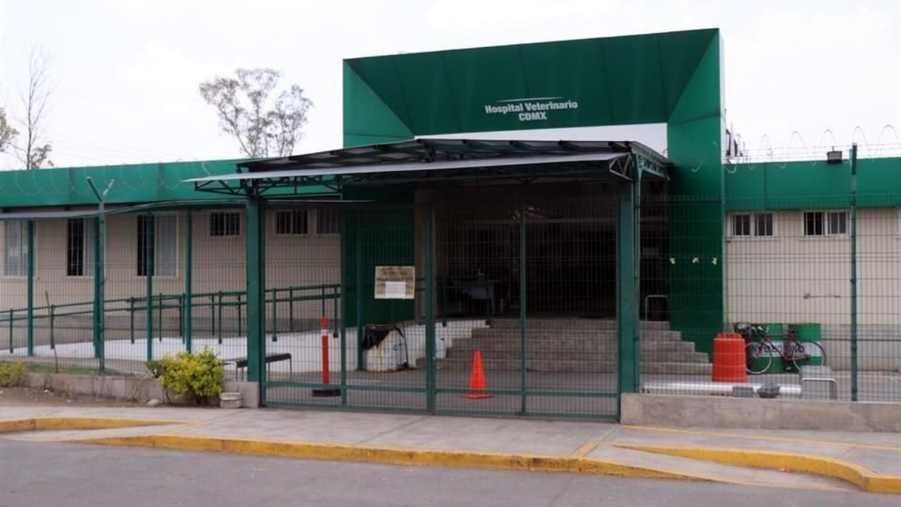 Este hospital veterinario ofrece atención gratuita para tu mascota: descubre cómo acceder al servicio.