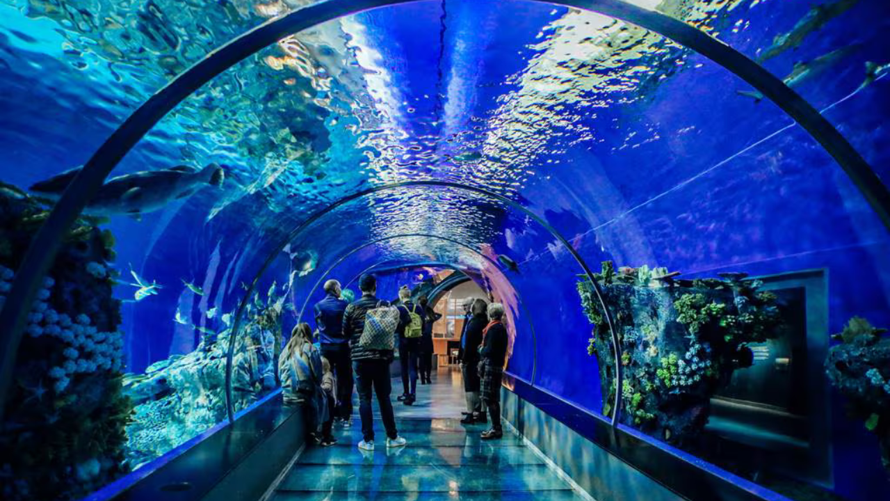 Acuario Imbursa Uno de los más grandes de América Latina, con más de 14 mil ejemplares de especies marinas. El recorrido es fascinante y educativo para niños de todas las edades.