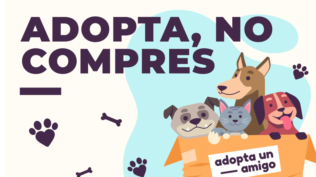¿Por qué adoptar y no comprar? Descubre las mejores razones para tener una mascota adoptada.
