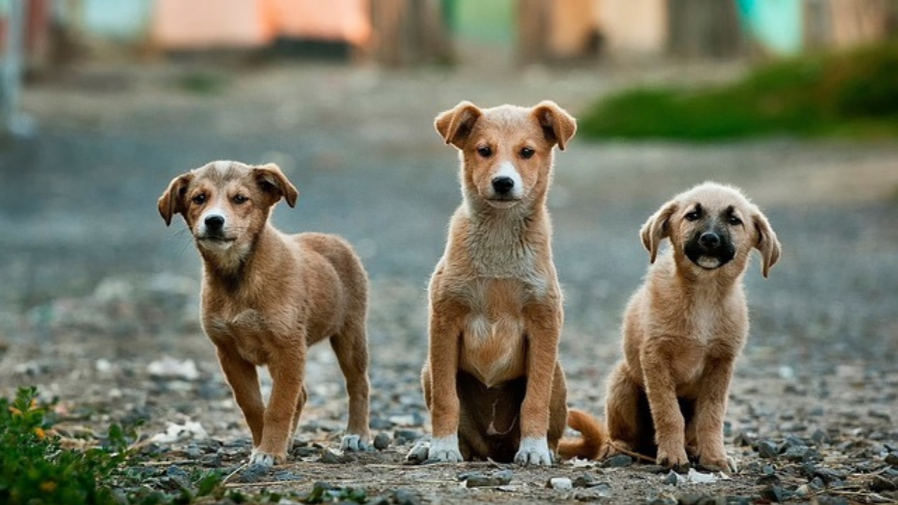 Si tienes hijos, adoptar una mascota es una gran oportunidad para enseñarles sobre empatía, responsabilidad y compasión hacia los seres vivos.