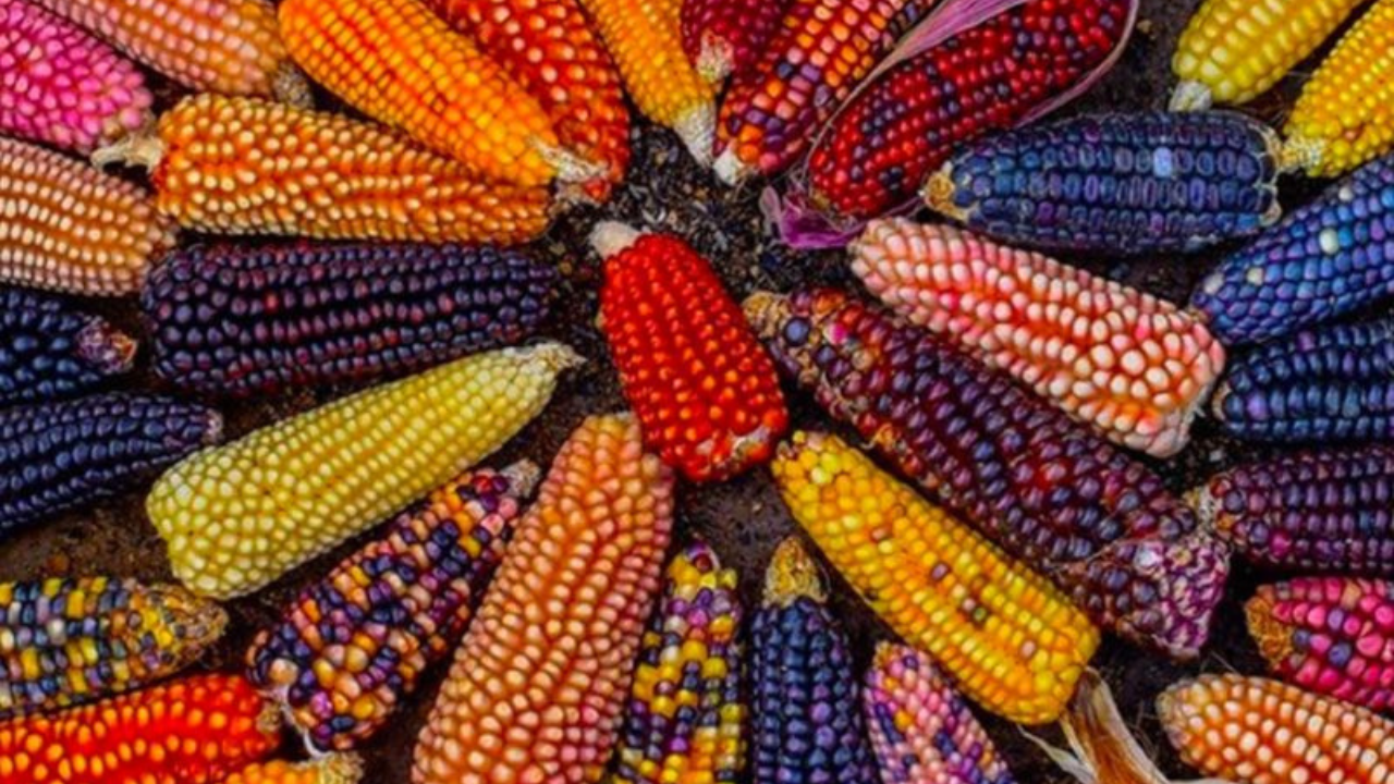 El maíz, base fundamental de la alimentación mexicana, es utilizado en más de 100 platillos distintos. Desde las tortillas hasta los tamales.