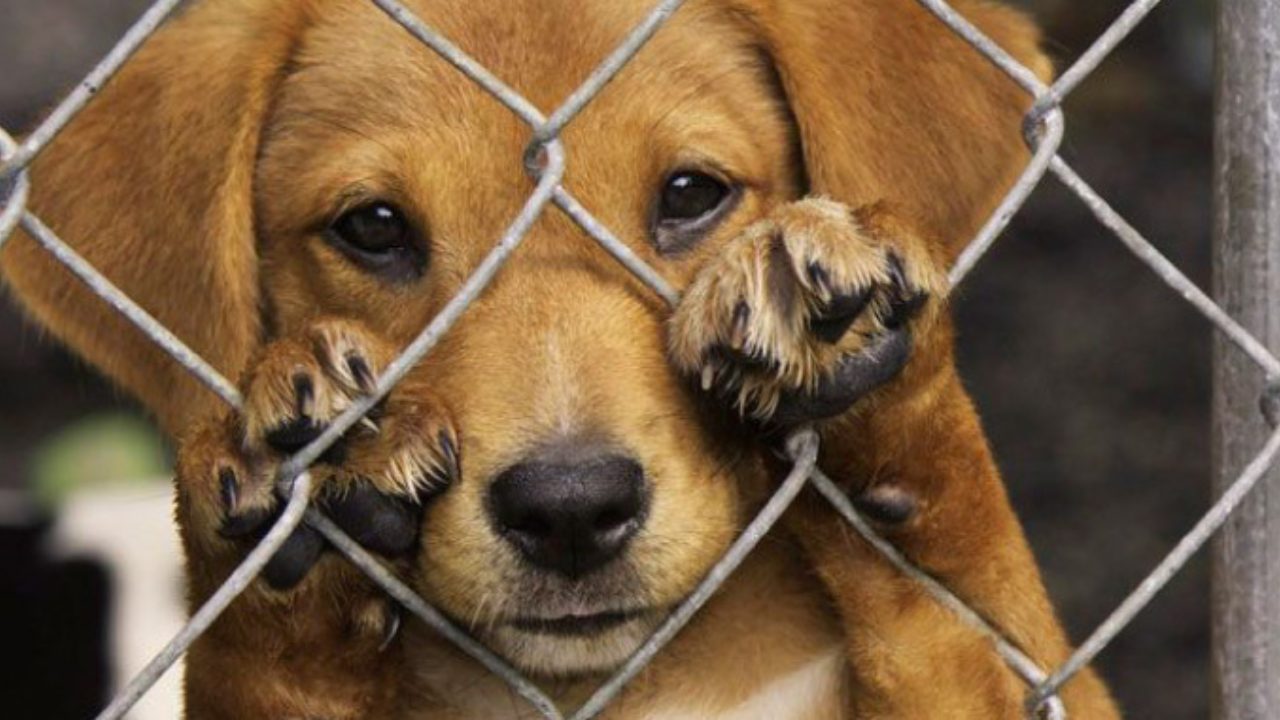 Cuando adoptas, le das un hogar a un animal que podría pasar años en un refugio o incluso ser sacrificado. La adopción salva vidas.