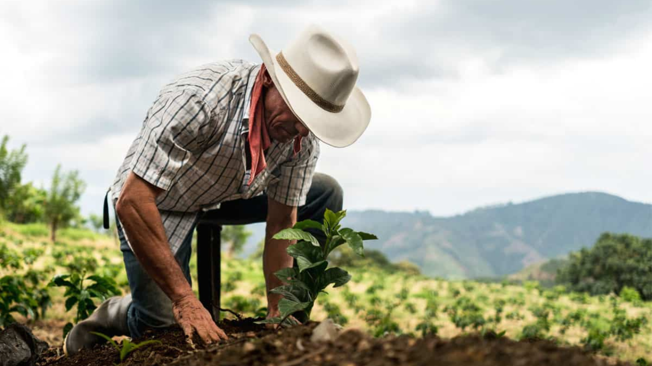 Sembrando Vida otorga $6,000 pesos mensuales a campesinos y productores que participen en actividades de reforestación, cultivo y conservación del medio ambiente.
