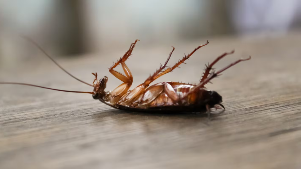 ¿Por qué encuentro cucarachas muertas en mi casa? Significados y cómo actuar.