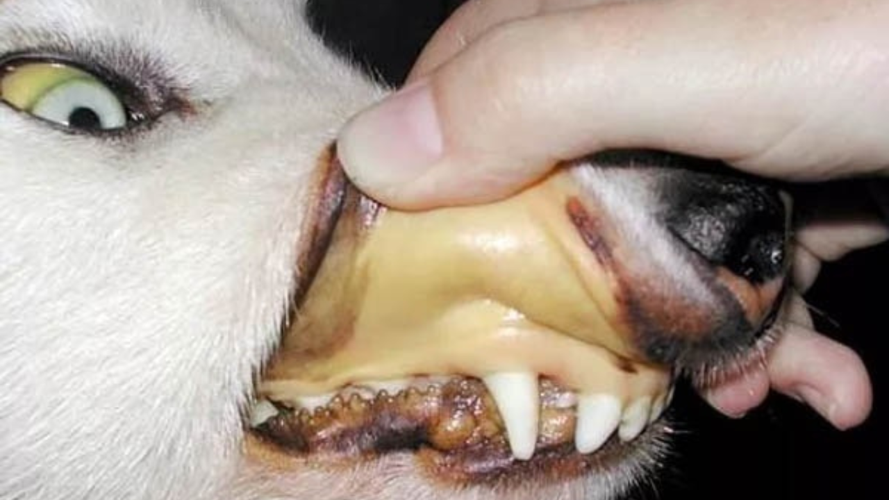 Problemas renales o hepáticos: Si el aliento tiene un olor muy fuerte o particular, puede ser señal de una enfermedad más grave que requiere atención veterinaria.