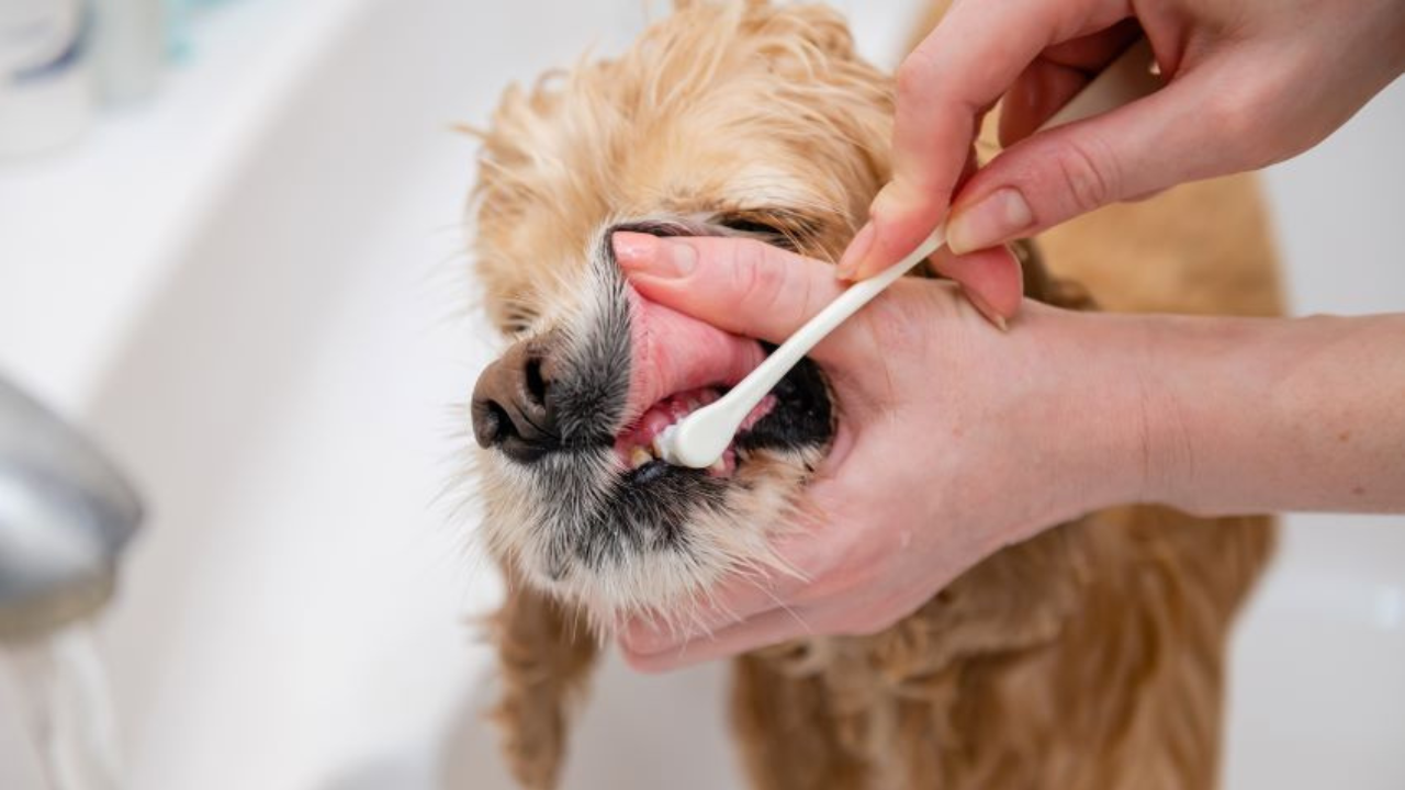 Limpieza profesional: En casos de sarro avanzado, el veterinario puede recomendar una limpieza dental bajo anestesia para mejorar el aliento de tu peludo.