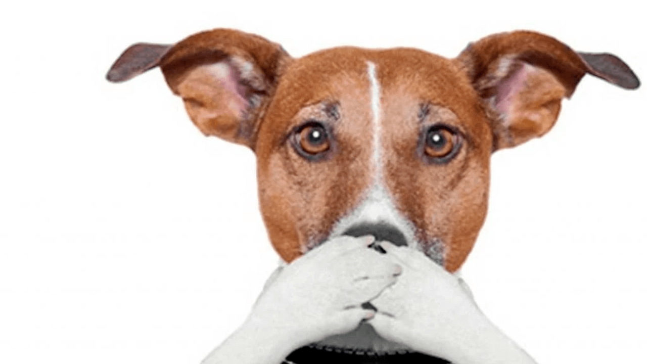 Mal aliento en perros: causas principales y cómo eliminarlo de forma efectiva.
