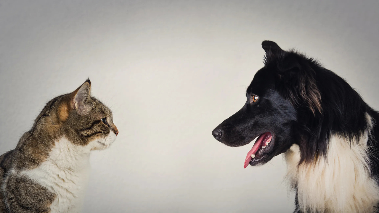 Gatos vs Perros: ¿Cuál es la mascota ideal para ti?