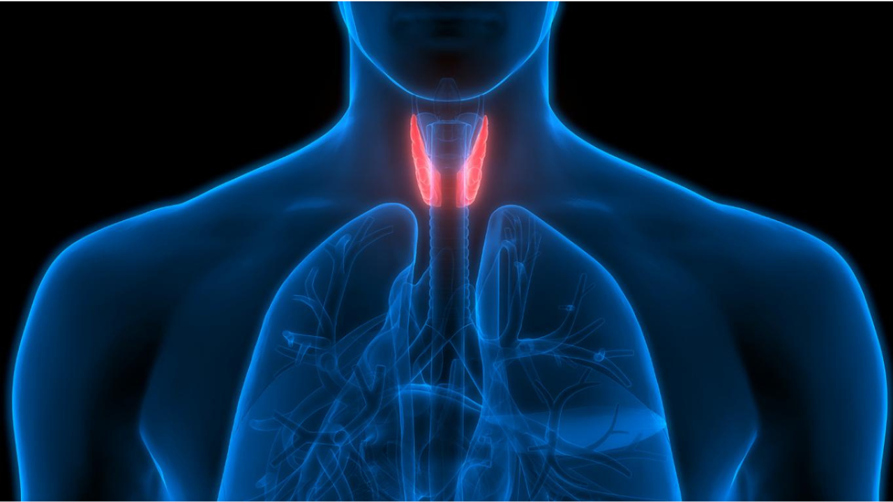 El hipotiroidismo ocurre cuando la glándula tiroides produce menos hormonas de lo necesario. Esto provoca que el cuerpo funcione más lentamente.