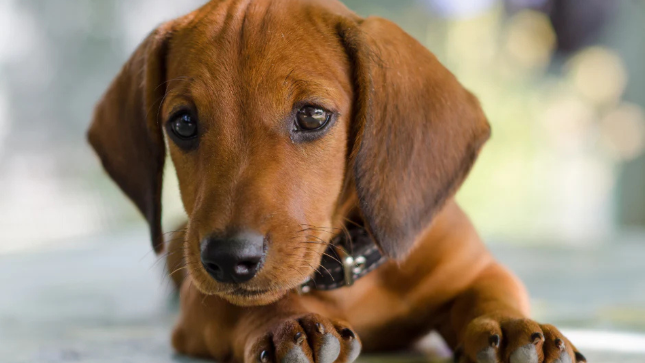 Los perros son conocidos por ser extremadamente leales y sociables. Su naturaleza amigable los convierte en excelentes compañeros para familias.
