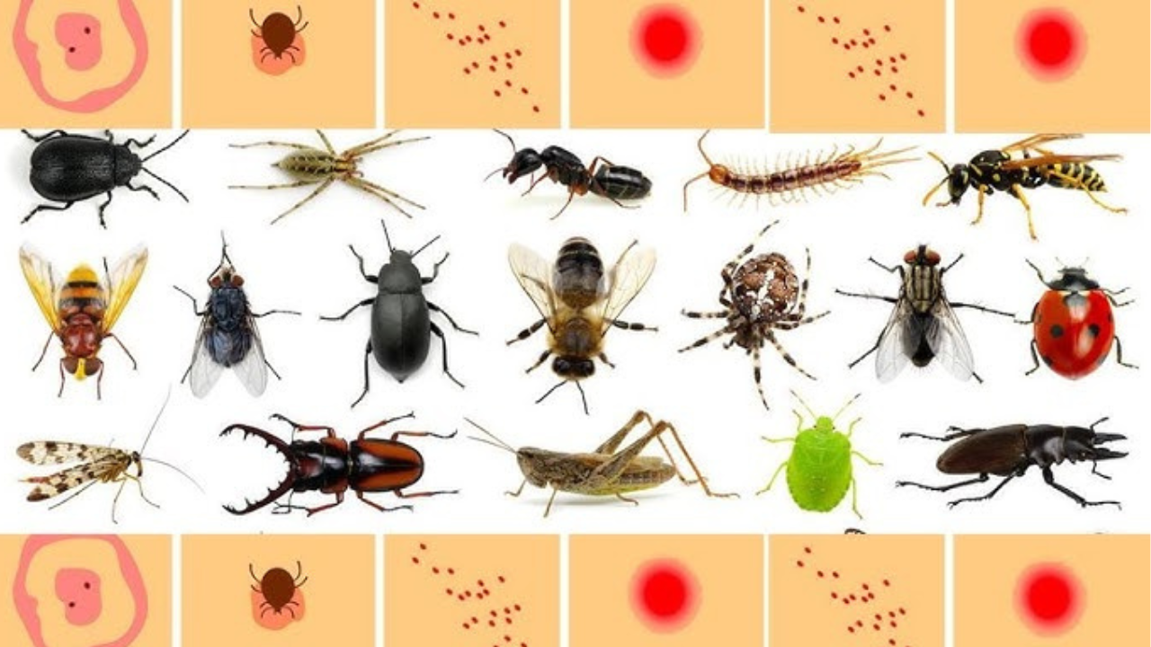 Picaduras de mosquito, chiche y araña: Cómo diferenciarlas y tratarlas.