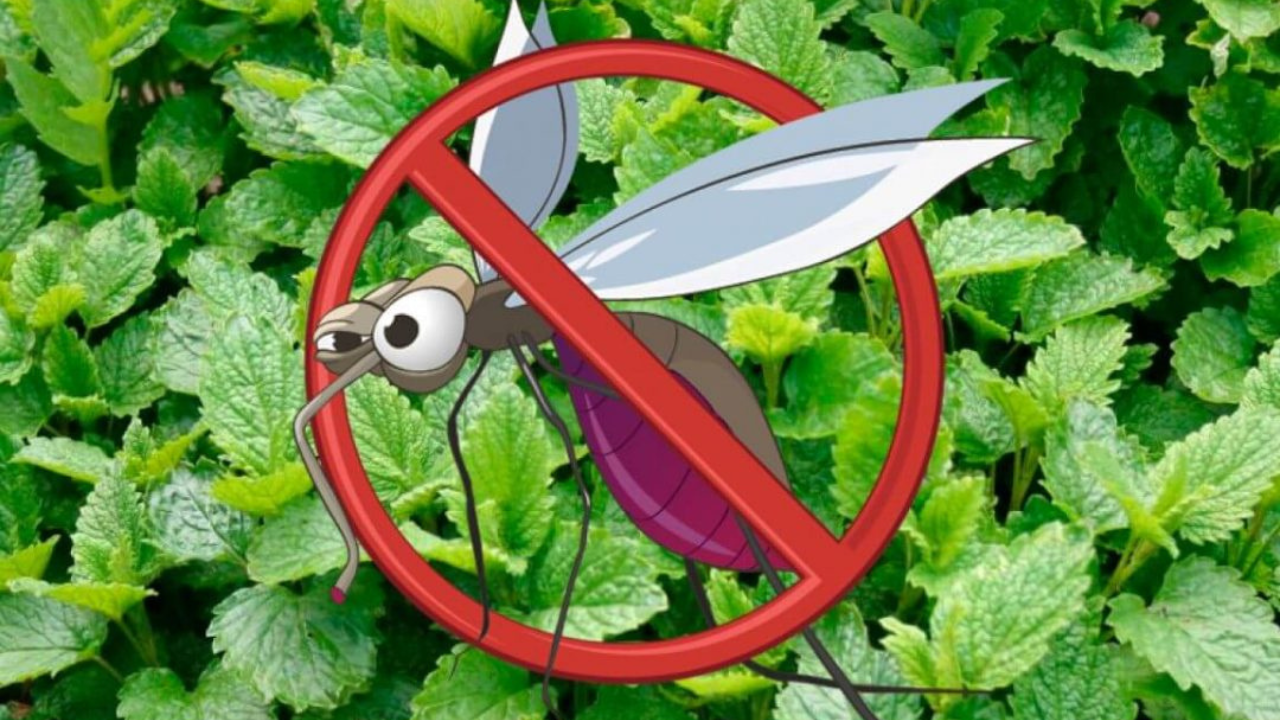 Las mejores plantas para tu hogar que ahuyentan mosquitos y protegen a tu familia.