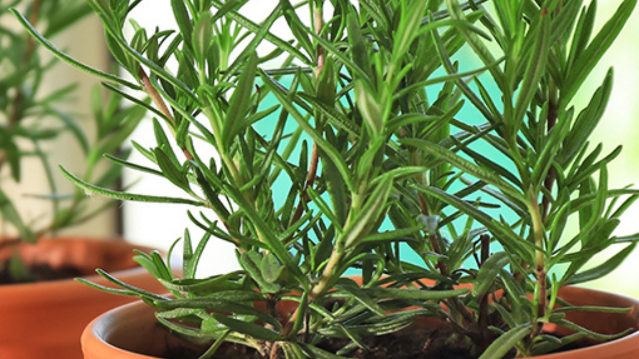 El romero es perfecto para quienes buscan una planta resistente y con múltiples usos. Además de ser un repelente natural de mosquitos, es útil en la cocina.