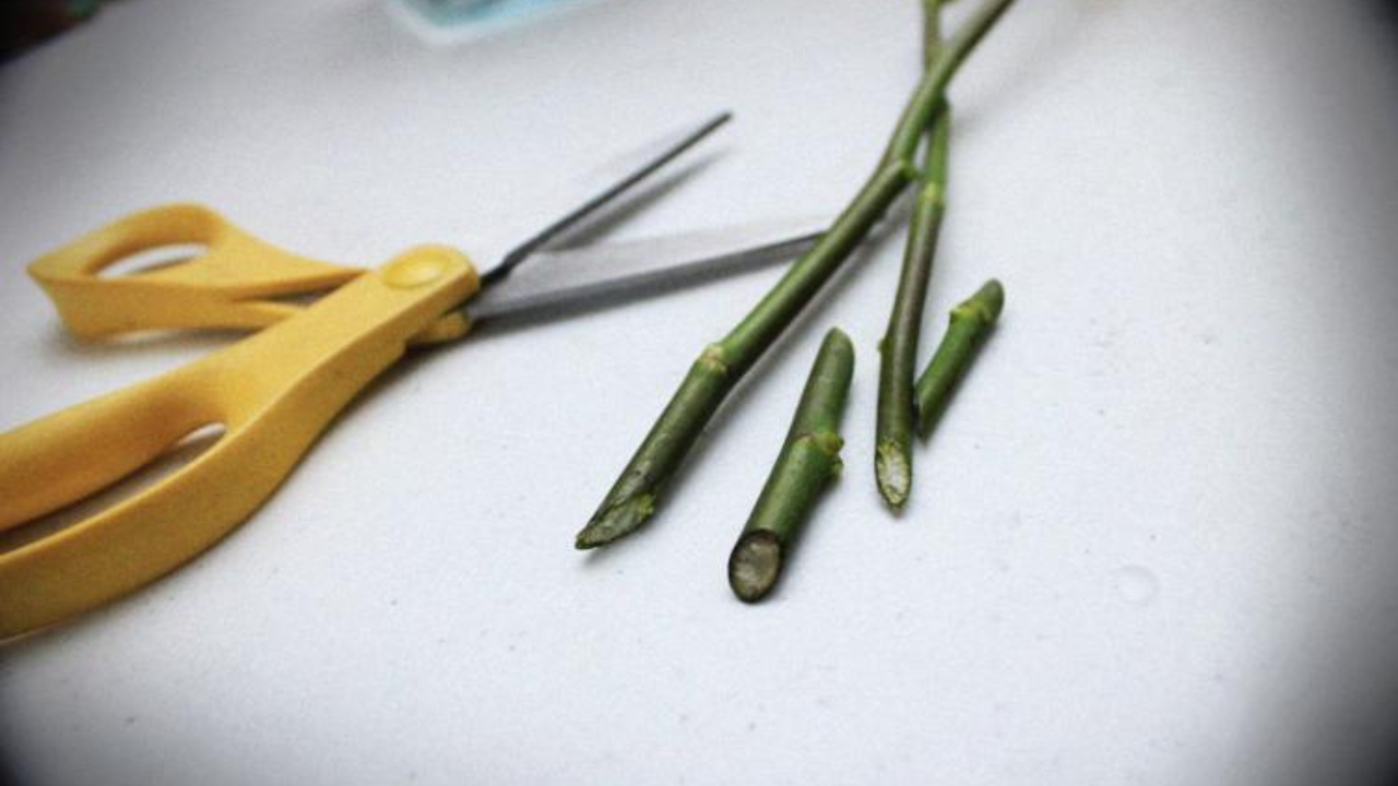 Uno de los pasos más importantes es cortar los tallos en un ángulo de 45°. Esto permite que las flores absorban mejor el agua y los nutrientes, evitando que se tapen las venas del tallo.
