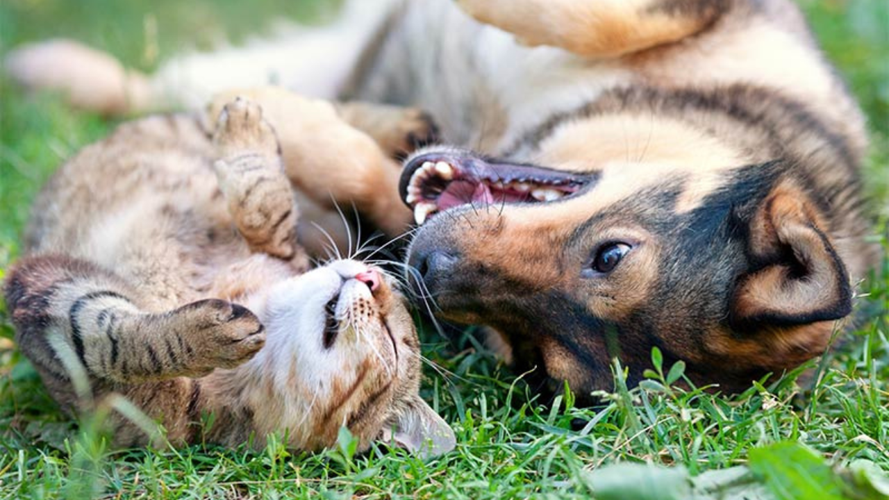 Cambio climático y mascotas: cómo el calor extremo y la contaminación afectan su salud