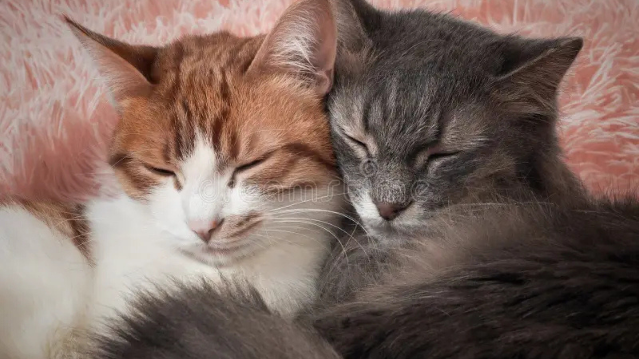 Los gatos esterilizados son menos territoriales y más sociables, lo que reduce los conflictos entre animales dentro del hogar.