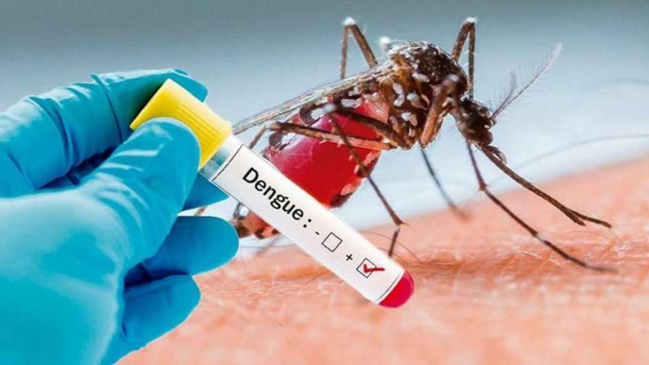 Enfermedades que transmiten los mosquitos y cómo protegerte de ellas en temporada de calor