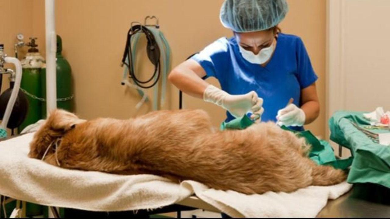 Esterilizar a tu perro: la decisión que mejora su salud y cambia su vida