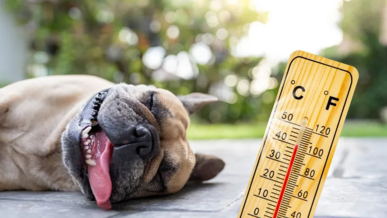 Los perros y gatos no pueden regular su temperatura corporal tan fácilmente como los humanos, por lo que son más propensos a sufrir golpes de calor.