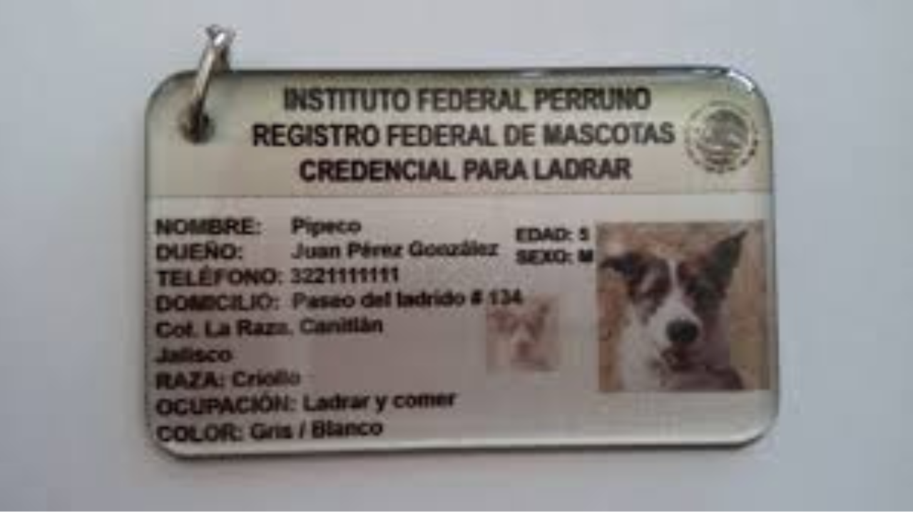 En caso de que se separen de ti durante una inundación, una placa o microchip puede marcar la diferencia para reencontrarlas.