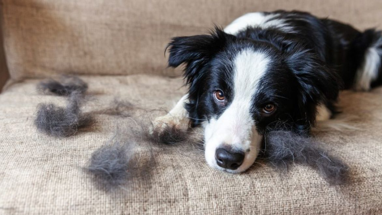 5 Consejos prácticos para frenar la caída de pelo de tu mascota