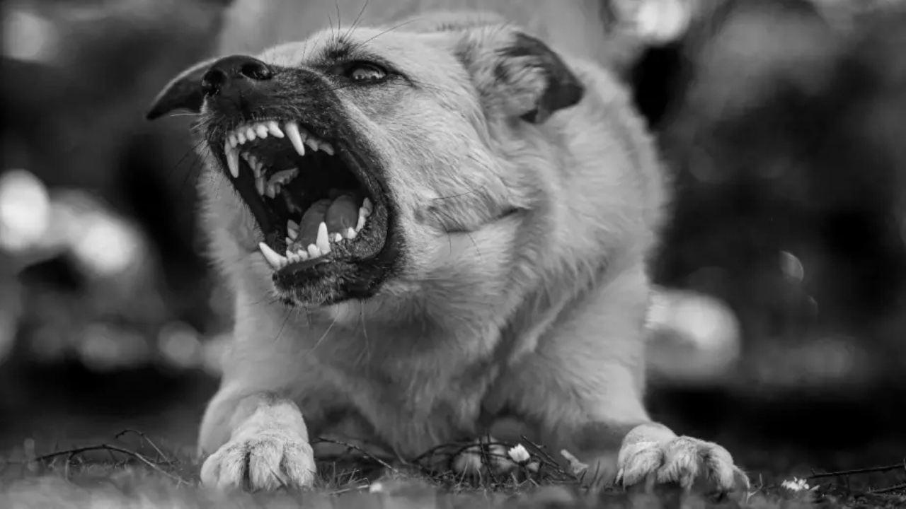 Los perros machos no esterilizados suelen mostrar agresividad, marcaje constante y la tendencia a escapar en busca de hembras en celo.