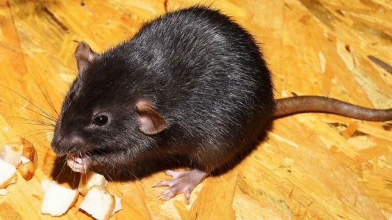 ¿Ruidos extraños en casa? Estas señales revelan una plaga de ratas en tu hogar