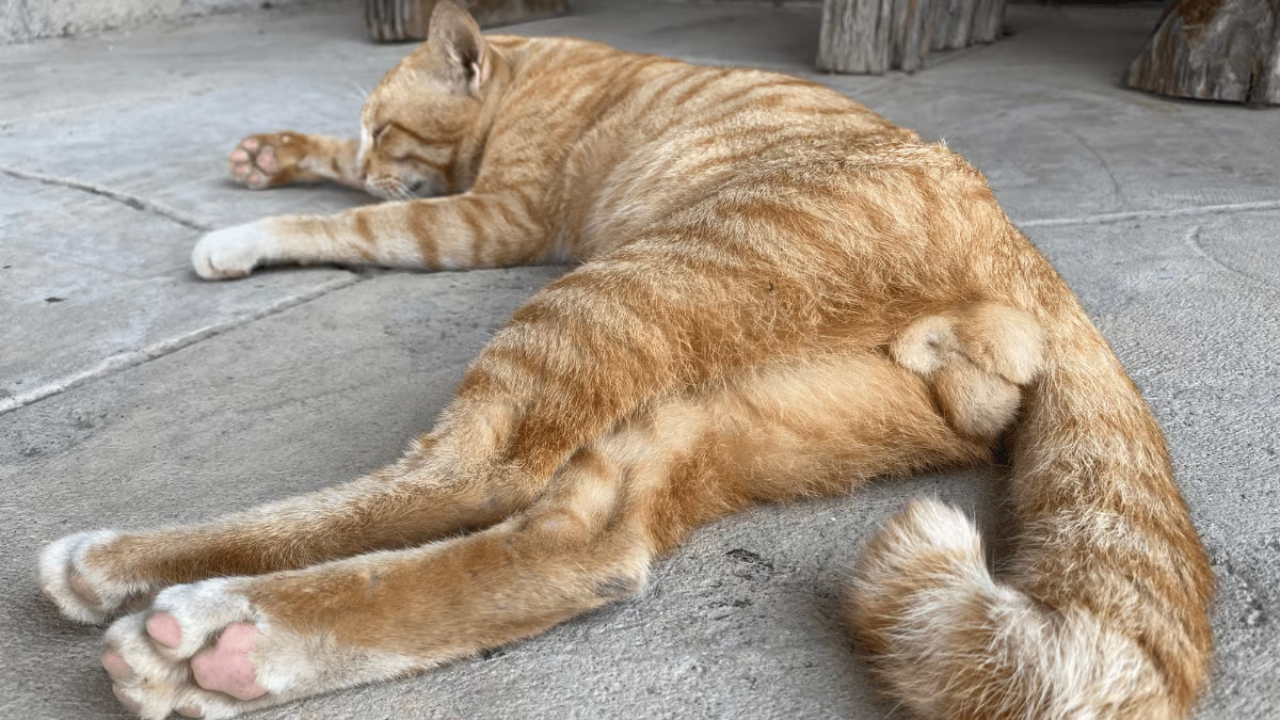 En los machos, la esterilización evita problemas testiculares y de próstata, alargando su esperanza de vida.