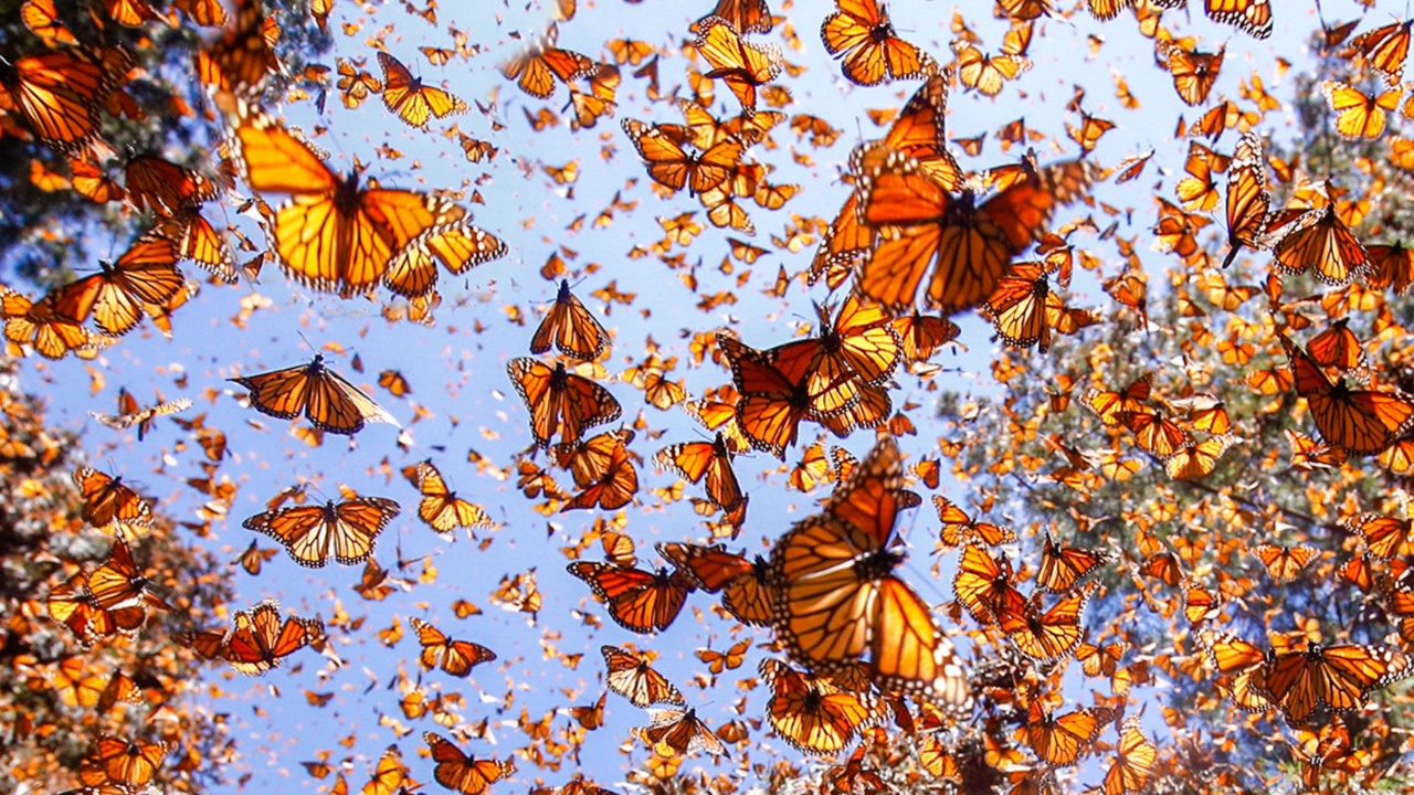 Al llegar a suelo mexicano, la mariposa monarca se dirige a los bosques de oyamel.