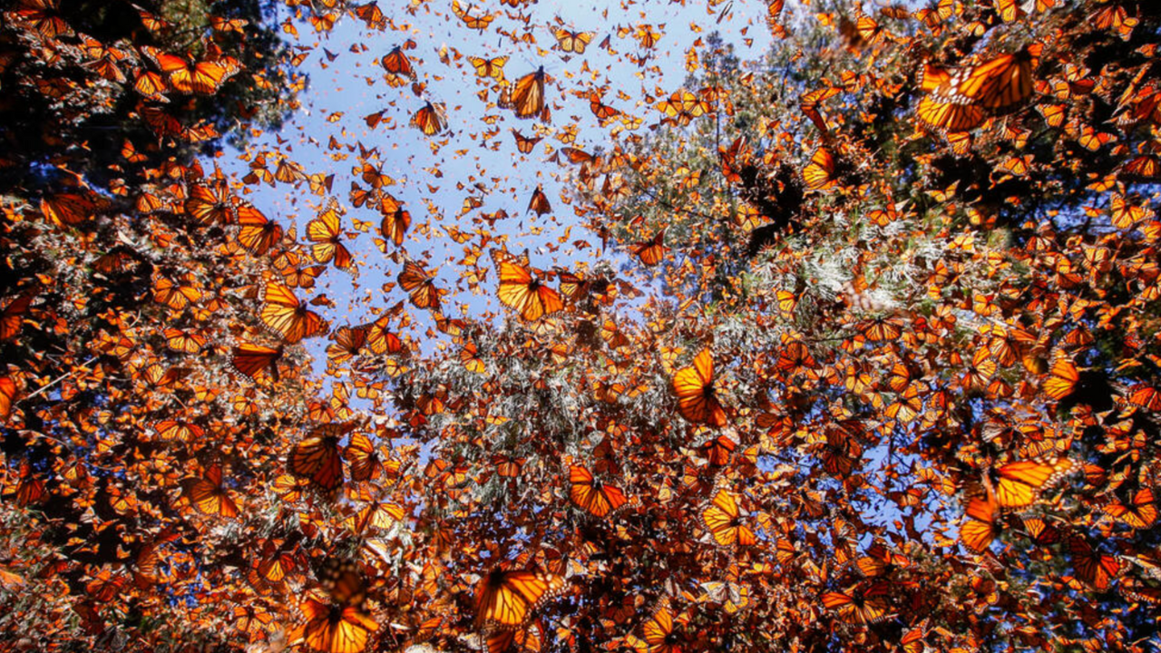La mariposa monarca emprende cada año un viaje largo y peligroso.